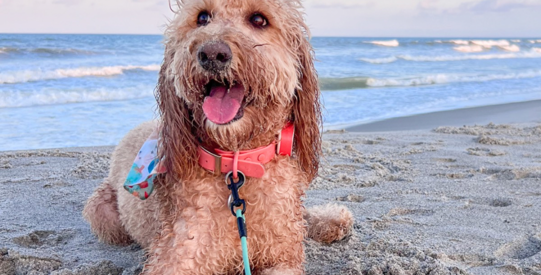 dog on a leash at the beach