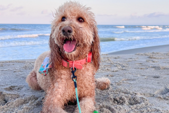 dog on a leash at the beach