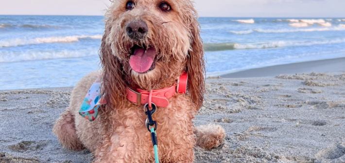 dog on a leash at the beach