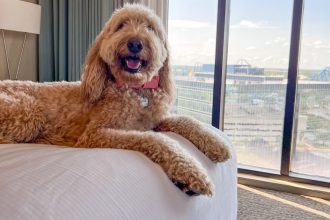 Dog on a bed at DoubleTree by Sea World