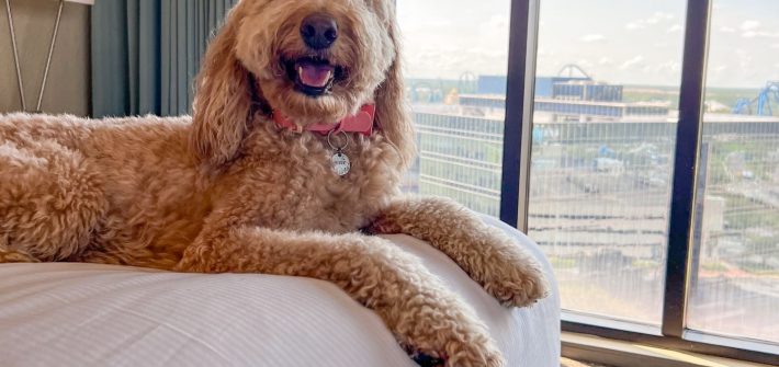 Dog on a bed at DoubleTree by Sea World