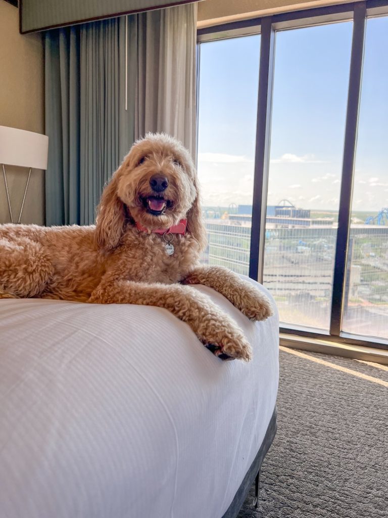 Dog on a bed at DoubleTree by Sea World